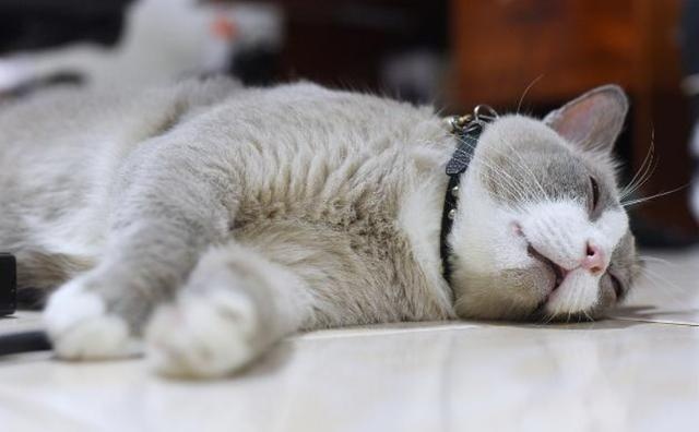 我家猫咪脑子好像有问题!宁愿睡地板,也不睡猫窝?