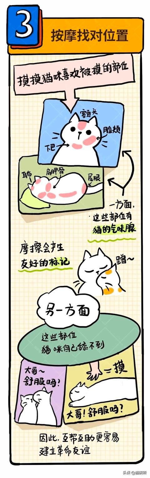 6个哄猫咪开心的小技巧,包教包会