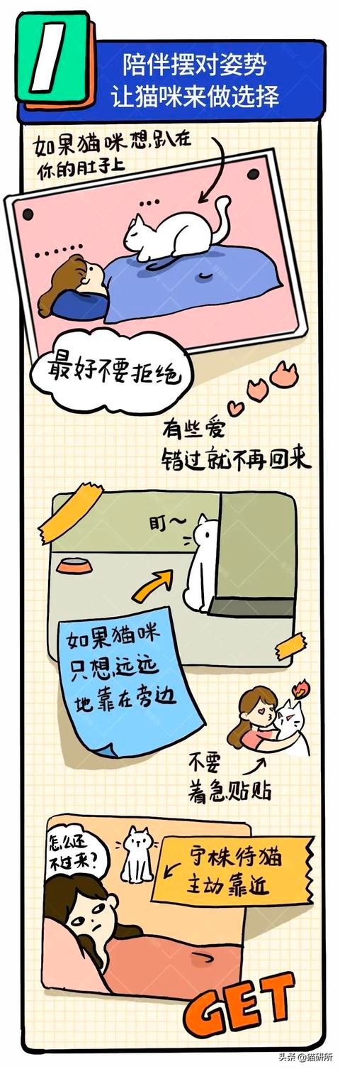 6个哄猫咪开心的小技巧,包教包会