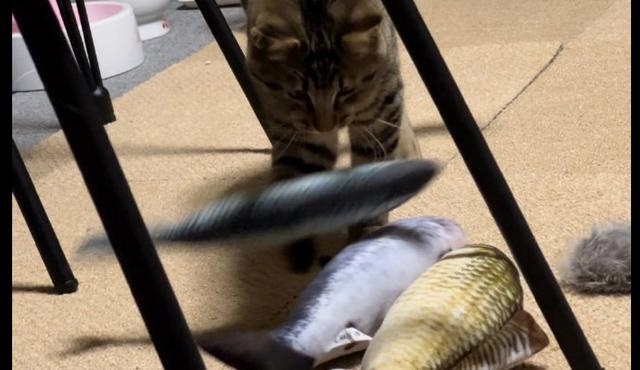 猫咪在玩好鱼玩具后，还知道叼到同一个地方收拾起来，真懂事啊