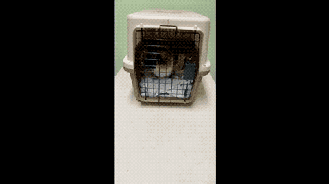 狗狗喜欢粘着家里的猫，连猫咪去医院检查，它都要挤进笼子跟着去