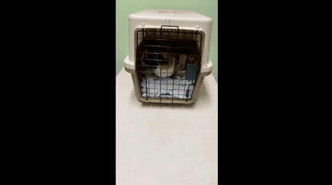 狗狗喜欢粘着家里的猫,连猫咪去医院检查,它都要挤进笼子跟着去