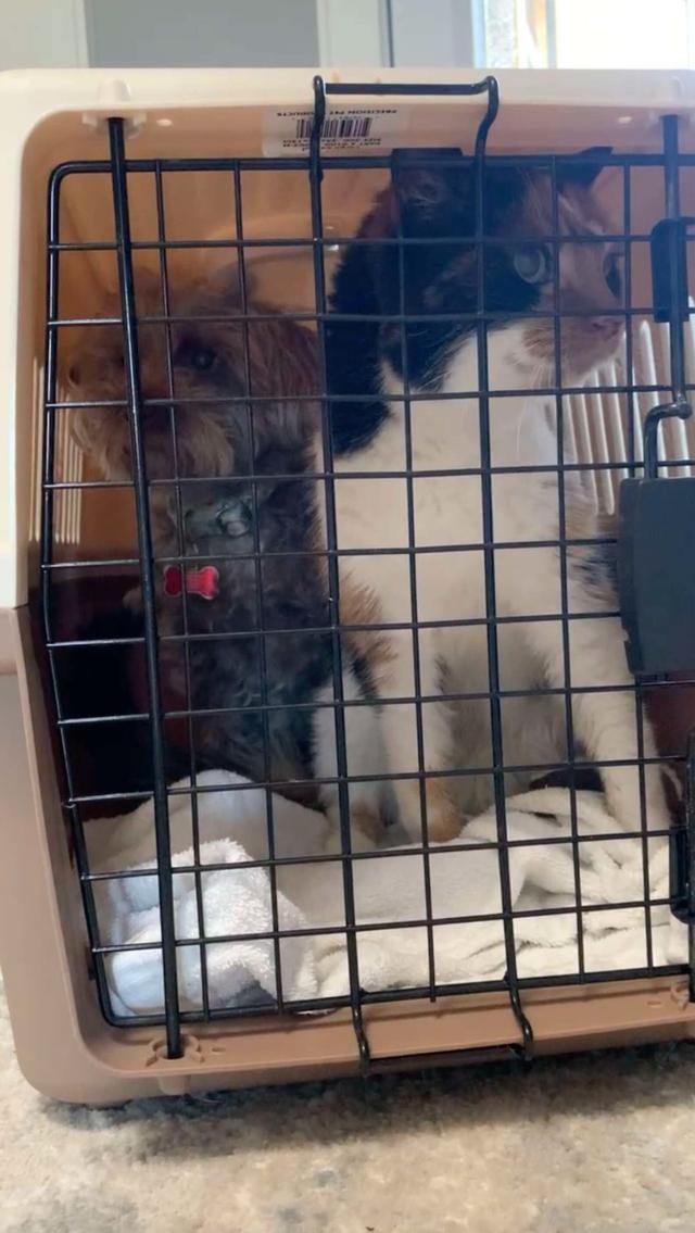 狗狗喜欢粘着家里的猫,连猫咪去医院检查,它都要挤进笼子跟着去