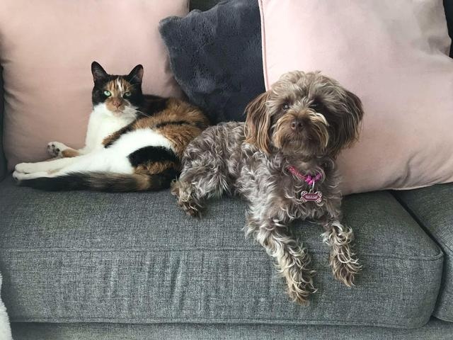 狗狗喜欢粘着家里的猫,连猫咪去医院检查,它都要挤进笼子跟着去