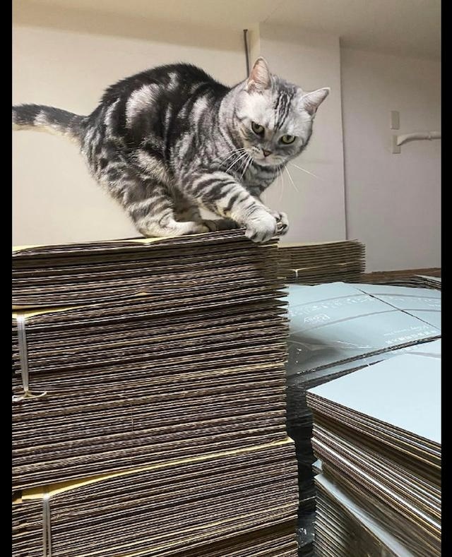 家里堆了很多的纸箱子，两只猫咪看了抓急了眼：全是朕的猫抓板