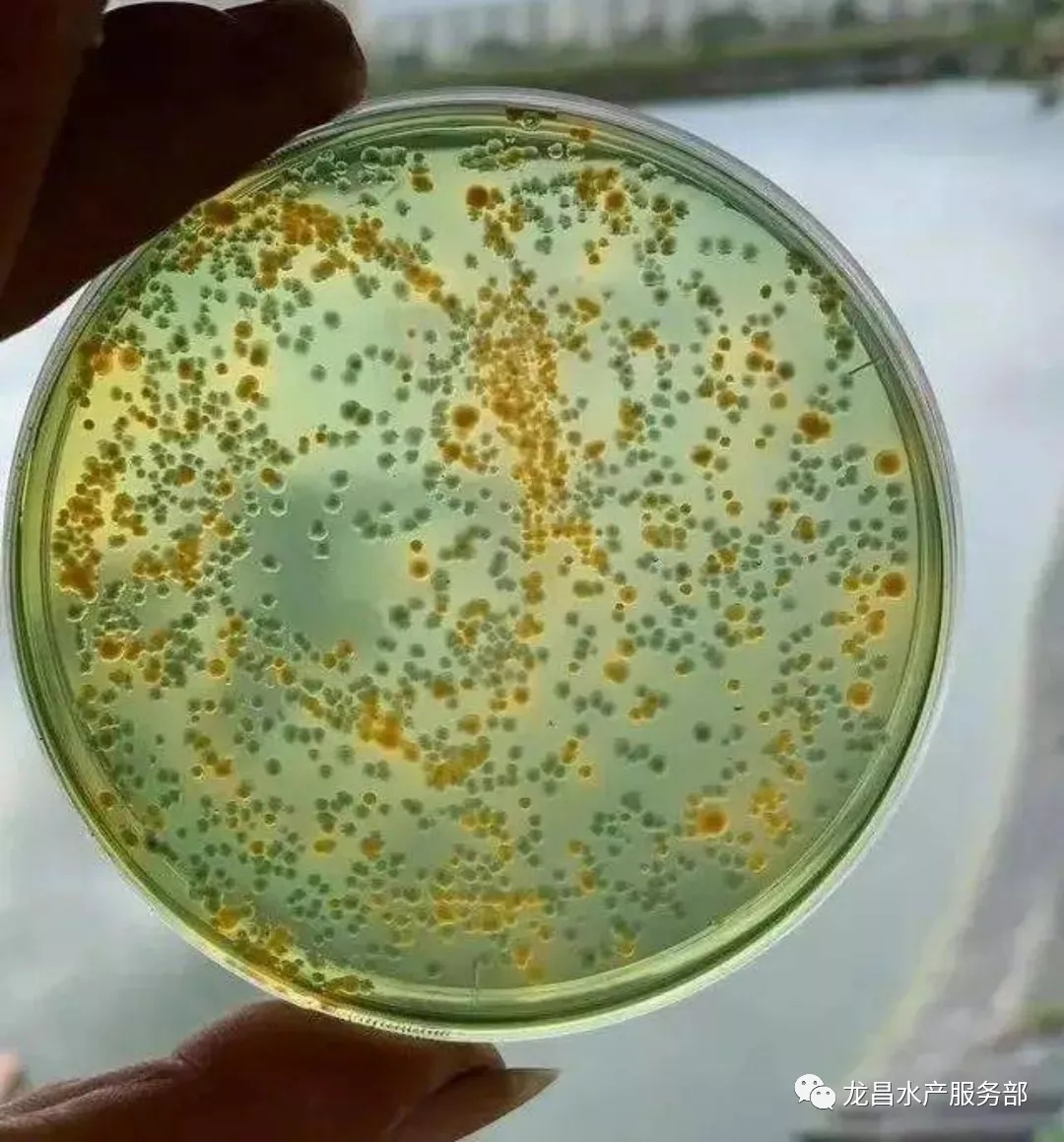 对虾养殖最常见的三种弧菌你知道是什么吗?