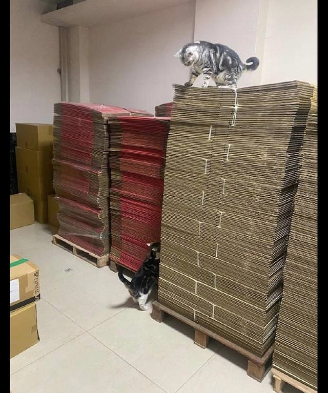 家里堆了很多的纸箱子，两只猫咪看了抓急了眼：全是朕的猫抓板