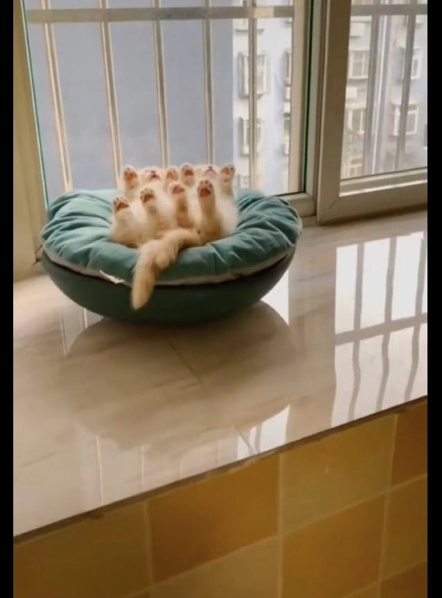 两只猫咪都躺在猫窝里睡觉,四脚朝天的睡姿一模一样,萌化了我
