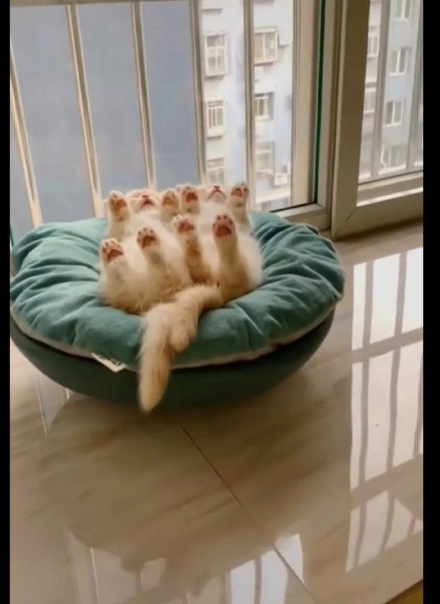 两只猫咪都躺在猫窝里睡觉,四脚朝天的睡姿一模一样,萌化了我