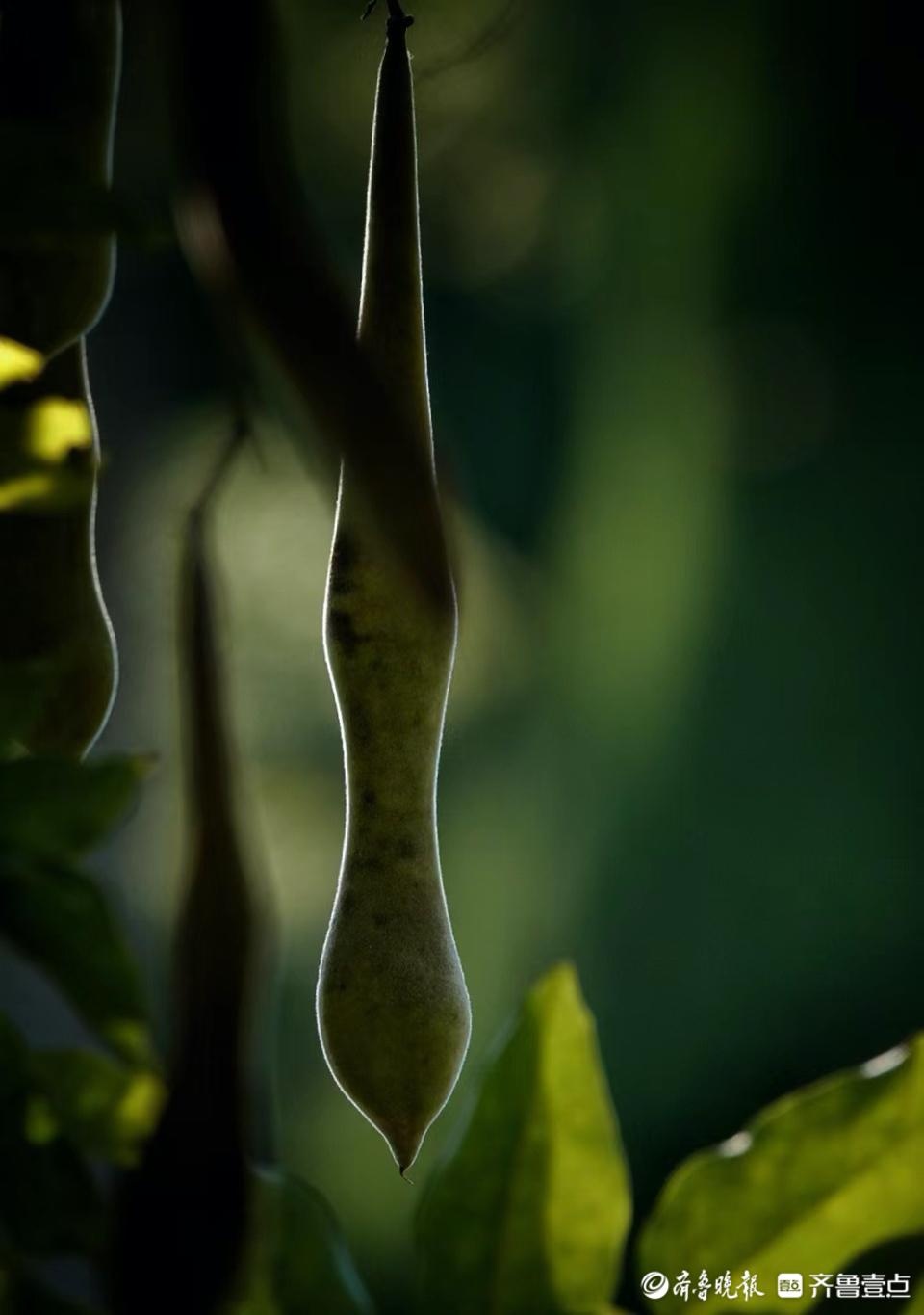 华山湖"湖"拍|夕阳下的紫藤果实