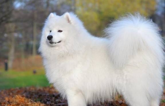 萨摩耶和银狐犬对比,有什么不同?网友:真的不一样