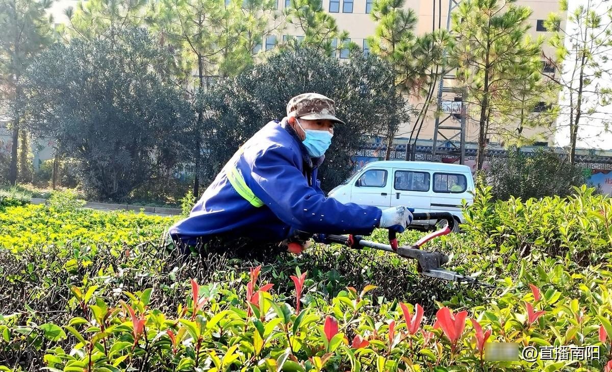 11月20日上午,南陽市城區緯八路上綠化帶裡,園林綠化工人手握綠化技 