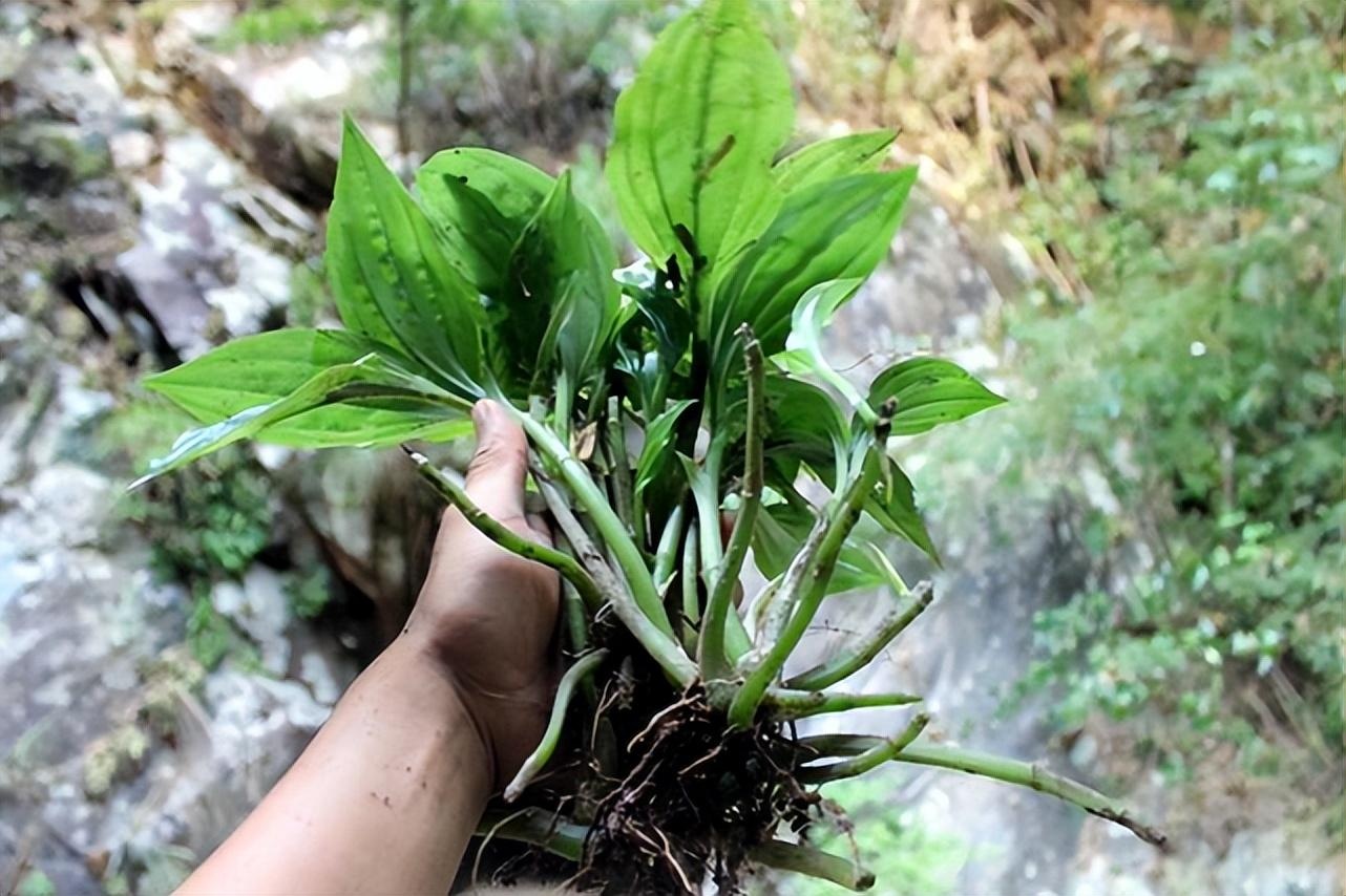 山中1种野生植物"见血清,价值很大,也很稀有