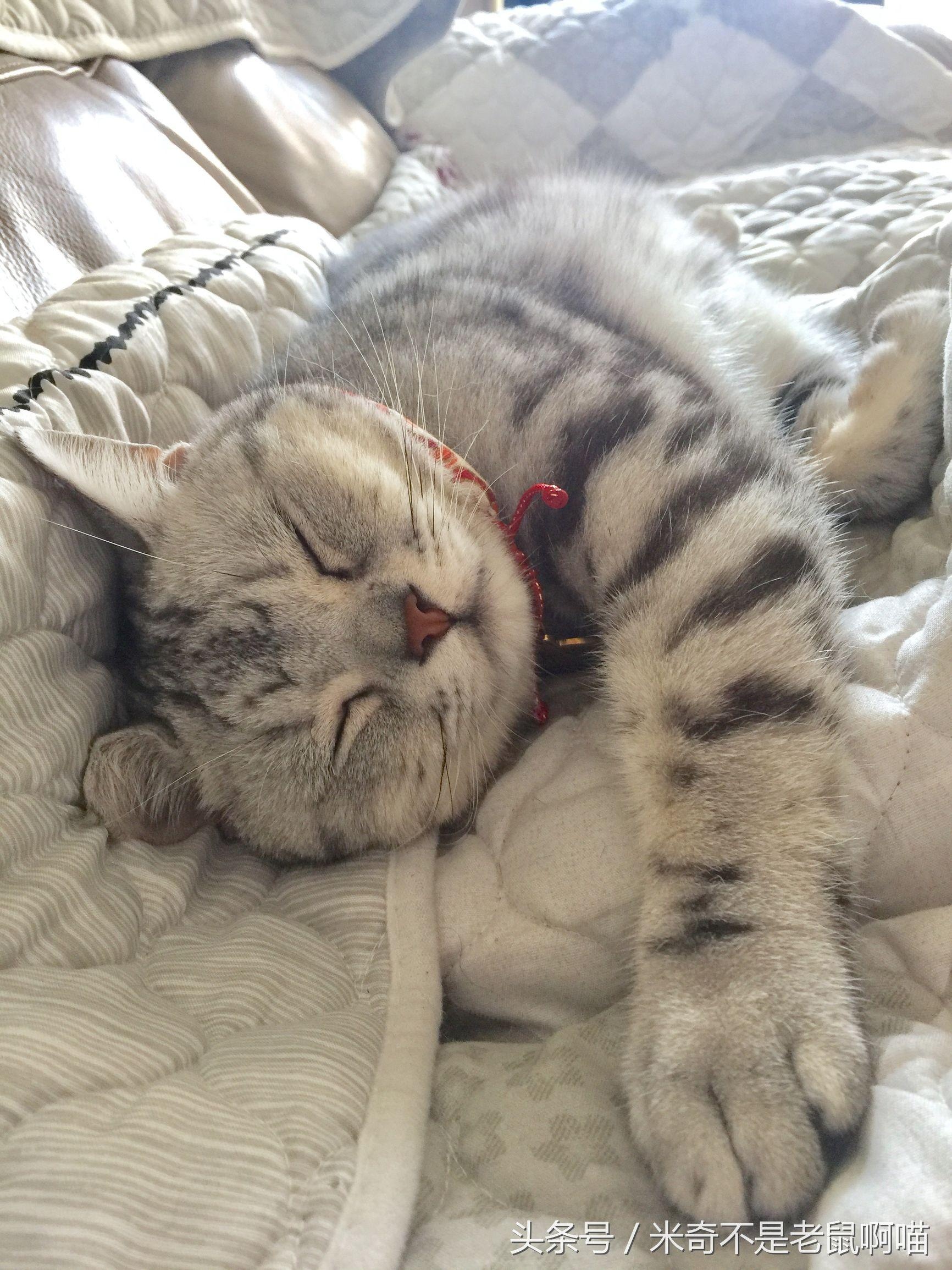 求鉴定,我觉得我家猫成精了,这睡姿根本是个人!