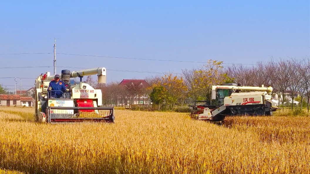 崇明这片五彩水稻,开镰收割!