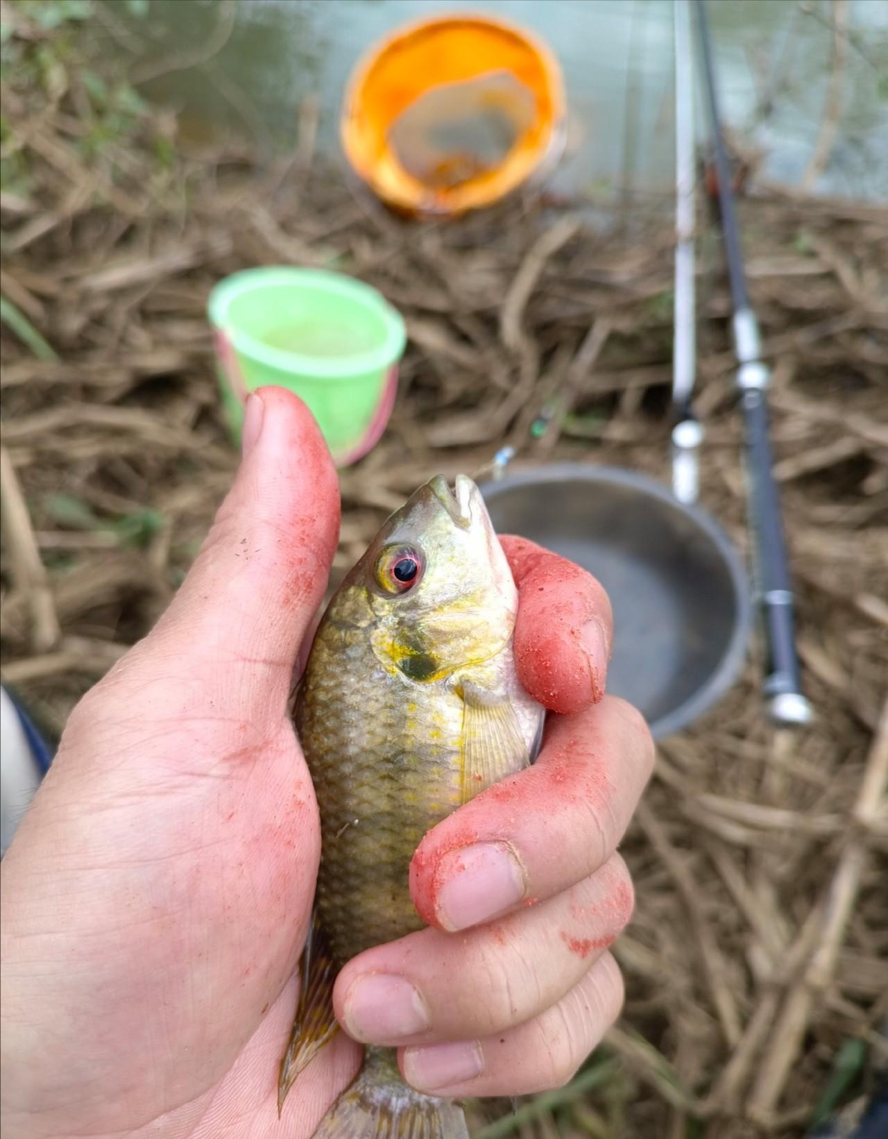 11點半,餌料也用完了,收竿魚小羅非,可惜沒有一條鯽魚,看來想喝鯽魚湯