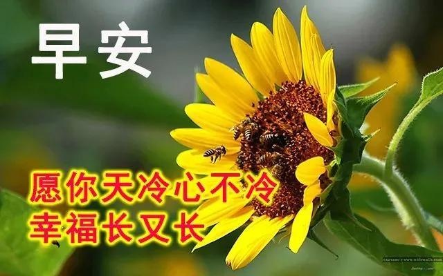 2月1日周三早安问候图片带字,清晨信息祝福你,祝你开心每一天
