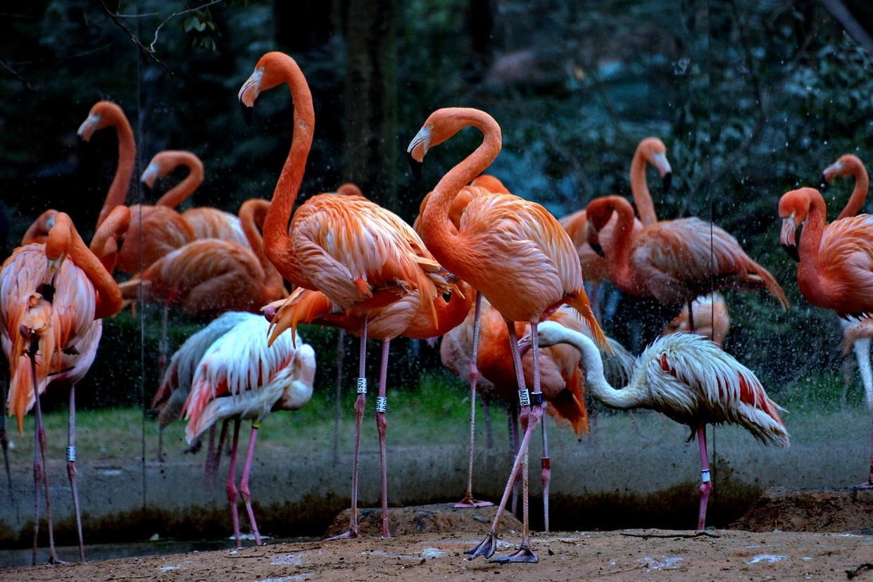 前日照例无事,则与老妻驱车跑了趟上海动物园.冬雨滴沥水雾茫茫.